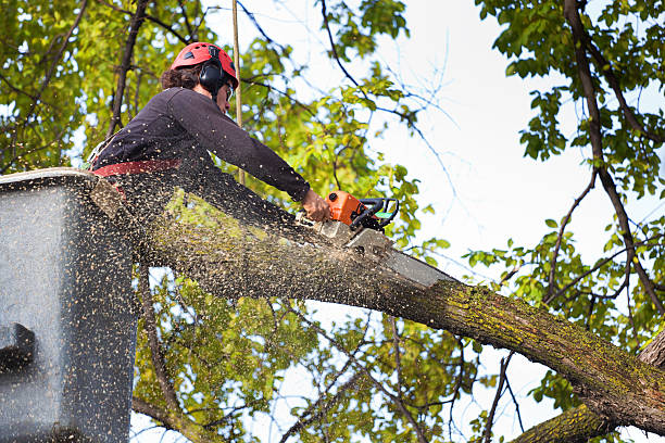 Best Lawn Mowing  in Laurel Hollow, NY